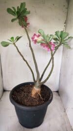 Planta Dobrada 2894 – 40cm – 04 anos - Imagem 9