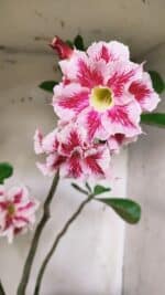 Planta Dobrada 2894 – 40cm – 04 anos