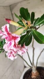 Planta Dobrada 2894 – 40cm – 04 anos - Imagem 10