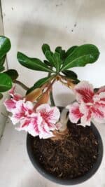 Planta Dobrada 2894 – 40cm – 04 anos - Imagem 6