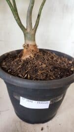 Planta Dobrada 2894 – 40cm – 04 anos - Imagem 5