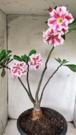 Planta Dobrada 2894 – 40cm – 04 anos - Imagem 8