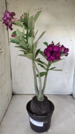 Planta Dobrada 2895 – 40cm – 03 anos - Imagem 2