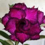 Planta Dobrada 2895 – 40cm – 03 anos