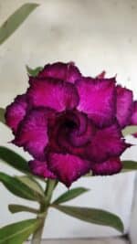 Planta Dobrada 2895 – 40cm – 03 anos