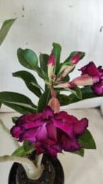 Planta Dobrada 2895 – 40cm – 03 anos - Imagem 4