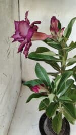 Planta Dobrada 2895 – 40cm – 03 anos - Imagem 6