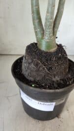 Planta Dobrada 2895 – 40cm – 03 anos - Imagem 9