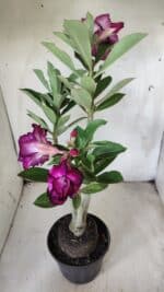 Planta Dobrada 2895 – 40cm – 03 anos - Imagem 8