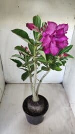 Planta Dobrada 2895 – 40cm – 03 anos - Imagem 7