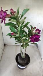 Planta Dobrada 2895 – 40cm – 03 anos - Imagem 5