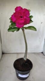 Planta Dobrada 2896 – 30cm – 02 anos - Imagem 2