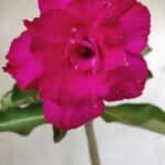 Planta Dobrada 2896 – 30cm – 02 anos