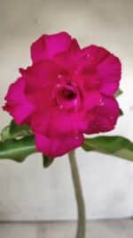 Planta Dobrada 2896 – 30cm – 02 anos