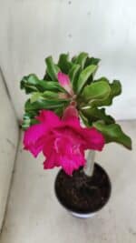 Planta Dobrada 2896 – 30cm – 02 anos - Imagem 4