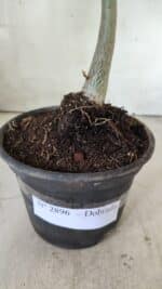 Planta Dobrada 2896 – 30cm – 02 anos - Imagem 7