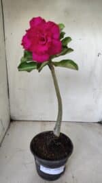 Planta Dobrada 2896 – 30cm – 02 anos - Imagem 6