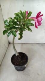Planta Dobrada 2896 – 30cm – 02 anos - Imagem 5