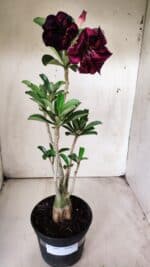 Planta Dobrada 2897 – 35cm – 03 anos - Imagem 2