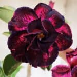 Planta Dobrada 2897 – 35cm – 03 anos