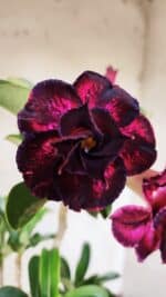 Planta Dobrada 2897 – 35cm – 03 anos