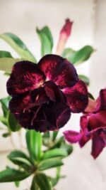 Planta Dobrada 2897 – 35cm – 03 anos - Imagem 5