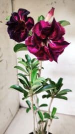 Planta Dobrada 2897 – 35cm – 03 anos - Imagem 4