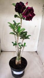 Planta Dobrada 2897 – 35cm – 03 anos - Imagem 9