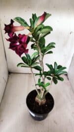 Planta Dobrada 2897 – 35cm – 03 anos - Imagem 7