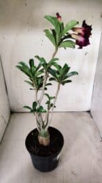 Planta Dobrada 2897 – 35cm – 03 anos - Imagem 6