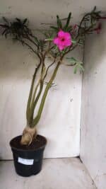 Planta Dobrada 2898 – 55cm – 05 anos - Imagem 2