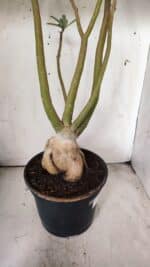 Planta Dobrada 2898 – 55cm – 05 anos - Imagem 6