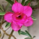 Planta Dobrada 2898 – 55cm – 05 anos