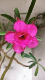 Planta Dobrada 2898 – 55cm – 05 anos