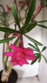 Planta Dobrada 2898 – 55cm – 05 anos - Imagem 4