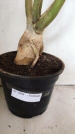 Planta Dobrada 2898 – 55cm – 05 anos - Imagem 10