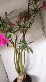 Planta Dobrada 2898 – 55cm – 05 anos - Imagem 5