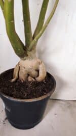 Planta Dobrada 2898 – 55cm – 05 anos - Imagem 8