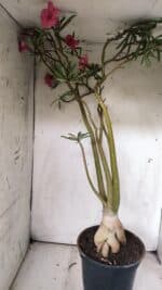 Planta Dobrada 2898 – 55cm – 05 anos - Imagem 7