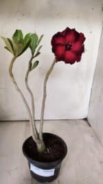 Planta Dobrada 2899 – 30cm – 02 anos - Imagem 2