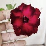 Planta Dobrada 2899 – 30cm – 02 anos