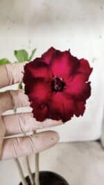 Planta Dobrada 2899 – 30cm – 02 anos