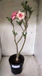 Planta Dobrada 2900 – 40cm – 03 anos - Imagem 2