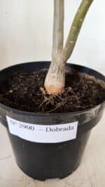 Planta Dobrada 2900 – 40cm – 03 anos - Imagem 6