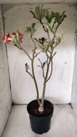 Planta Dobrada 2900 – 40cm – 03 anos - Imagem 4