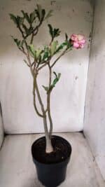 Planta Dobrada 2900 – 40cm – 03 anos - Imagem 5