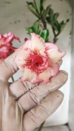 Planta Dobrada 2900 – 40cm – 03 anos