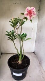 Planta Dobrada 2901 – 45cm – 03 anos - Imagem 2