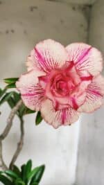 Planta Dobrada 2901 – 45cm – 03 anos - Imagem 5