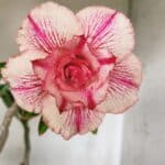 Planta Dobrada 2901 – 45cm – 03 anos